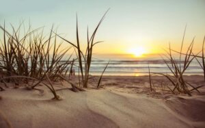 view of ocean from the dunes between the tall grass